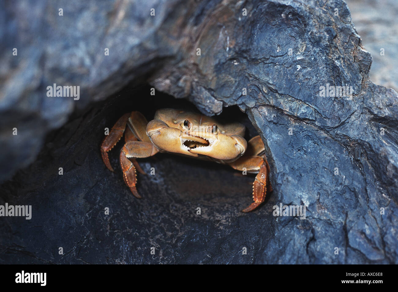 Nahaufnahme von Landkrabben im Loch versteckt Stockfoto