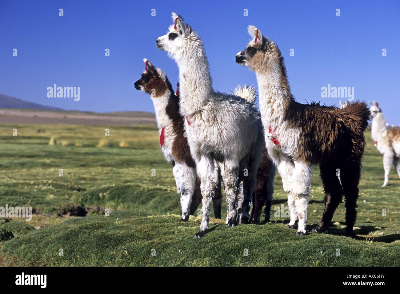 Alpaka (Lama Pacos), in der Nähe von Alpakas auf einem Bofedal Colchane