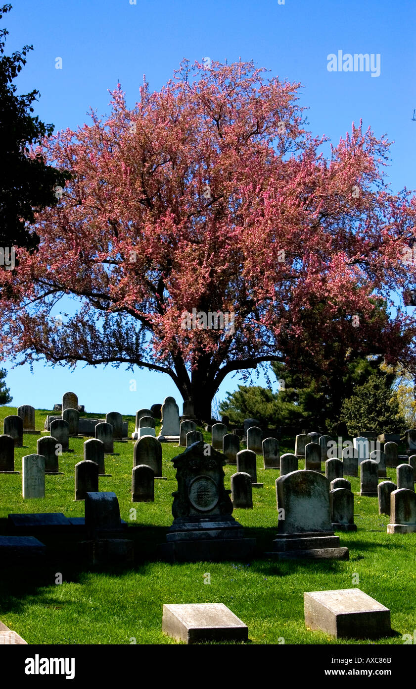 Baum mit roten Herbstlaub im Friedhof mit alten Grabstellen Stockfoto