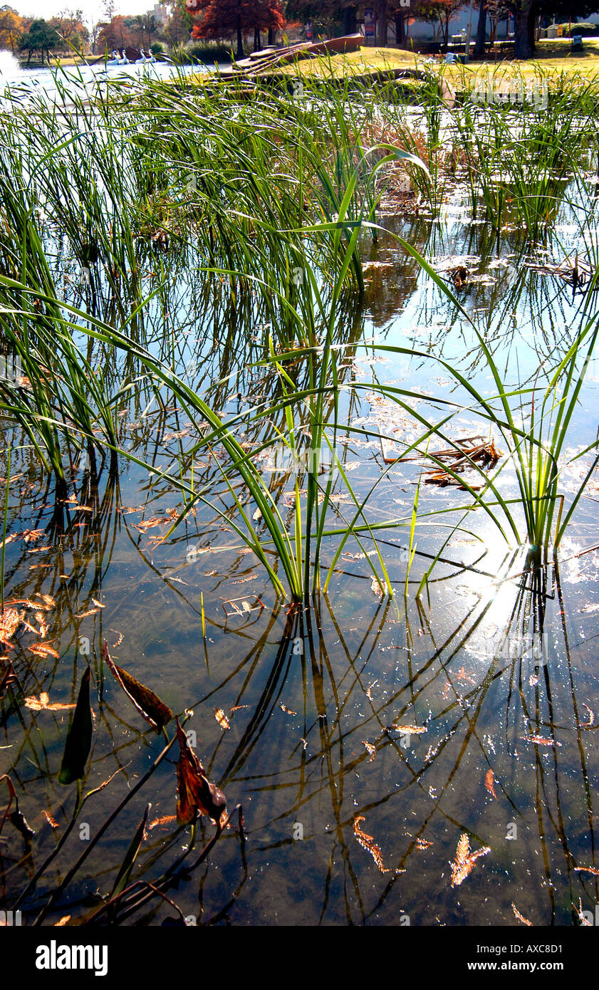 Wasserpflanzen Wachsen In Leonhardt Lagune Vor Das Museum Of Natural 