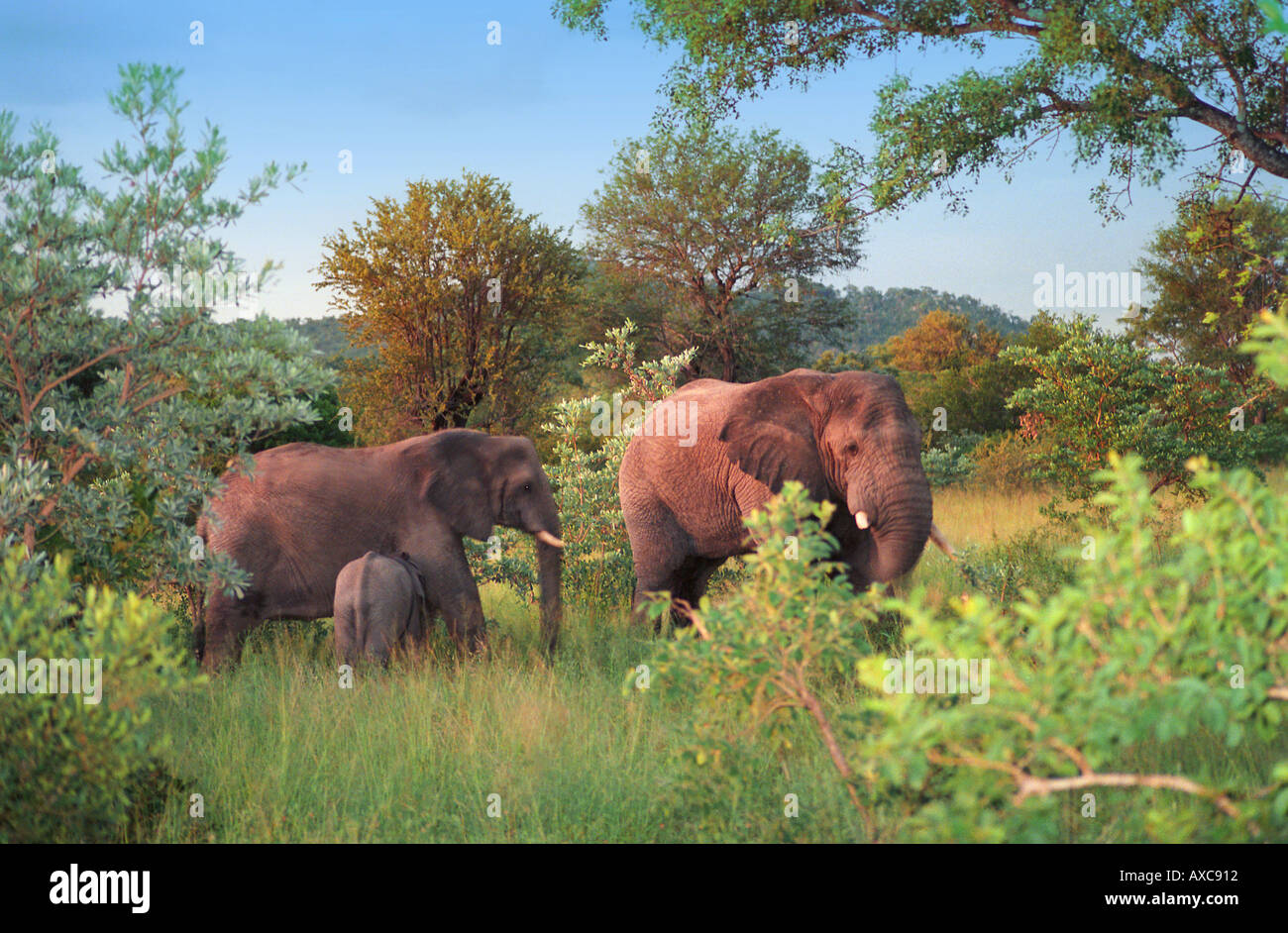 Gruppe von Elefanten; Krüger-Nationalpark; Südafrika; Wildgehege; Dämmerung Stockfoto