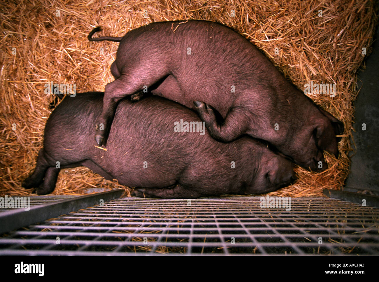 ZWEI SCHLAFENDE SCHWEINE IM ROYAL BATH WEST ZEIGEN NAHE SHEPTON MALLET SOMERSET UK Stockfoto