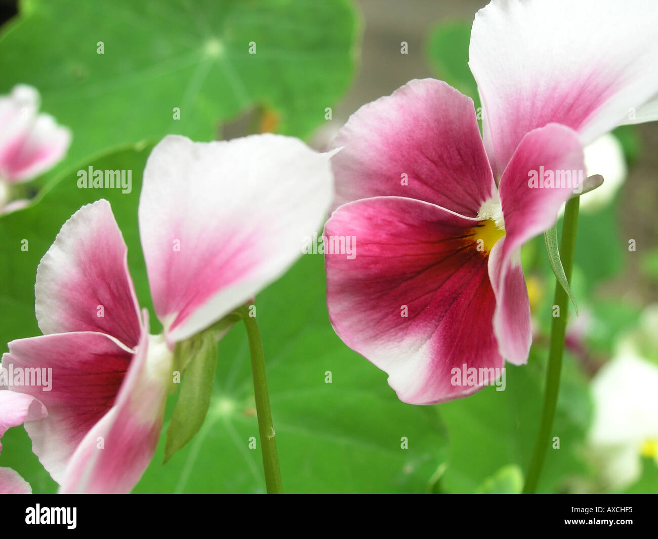 zwei lila Stiefmütterchen Veilchen Stockfoto