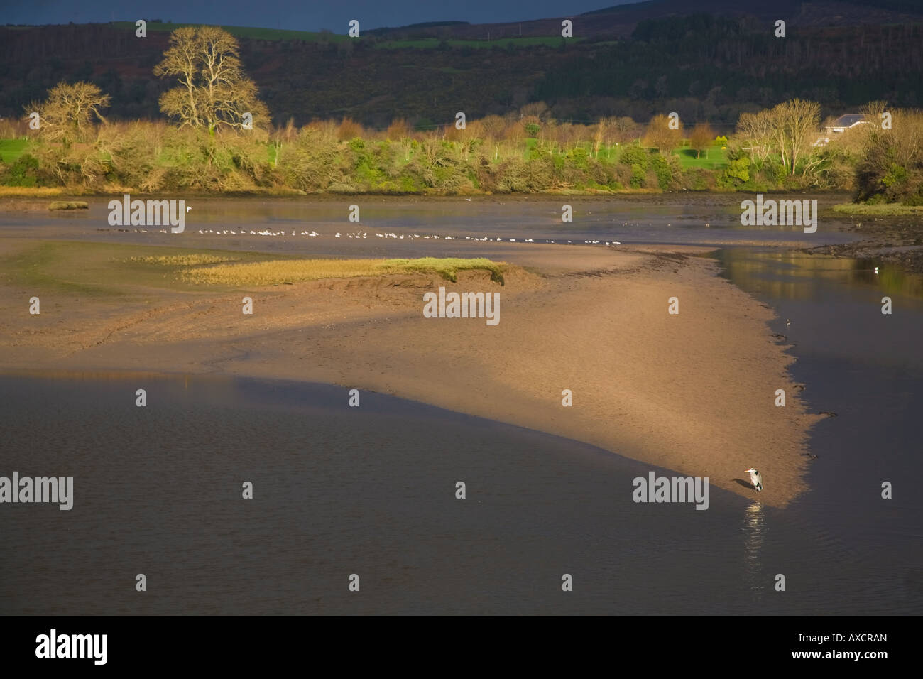 Gemeinsame oder Graureiher in der Mündung des Flusses, stürmischen Himmel über Barnaweee, Dungarvan, County Waterford, Irland Stockfoto