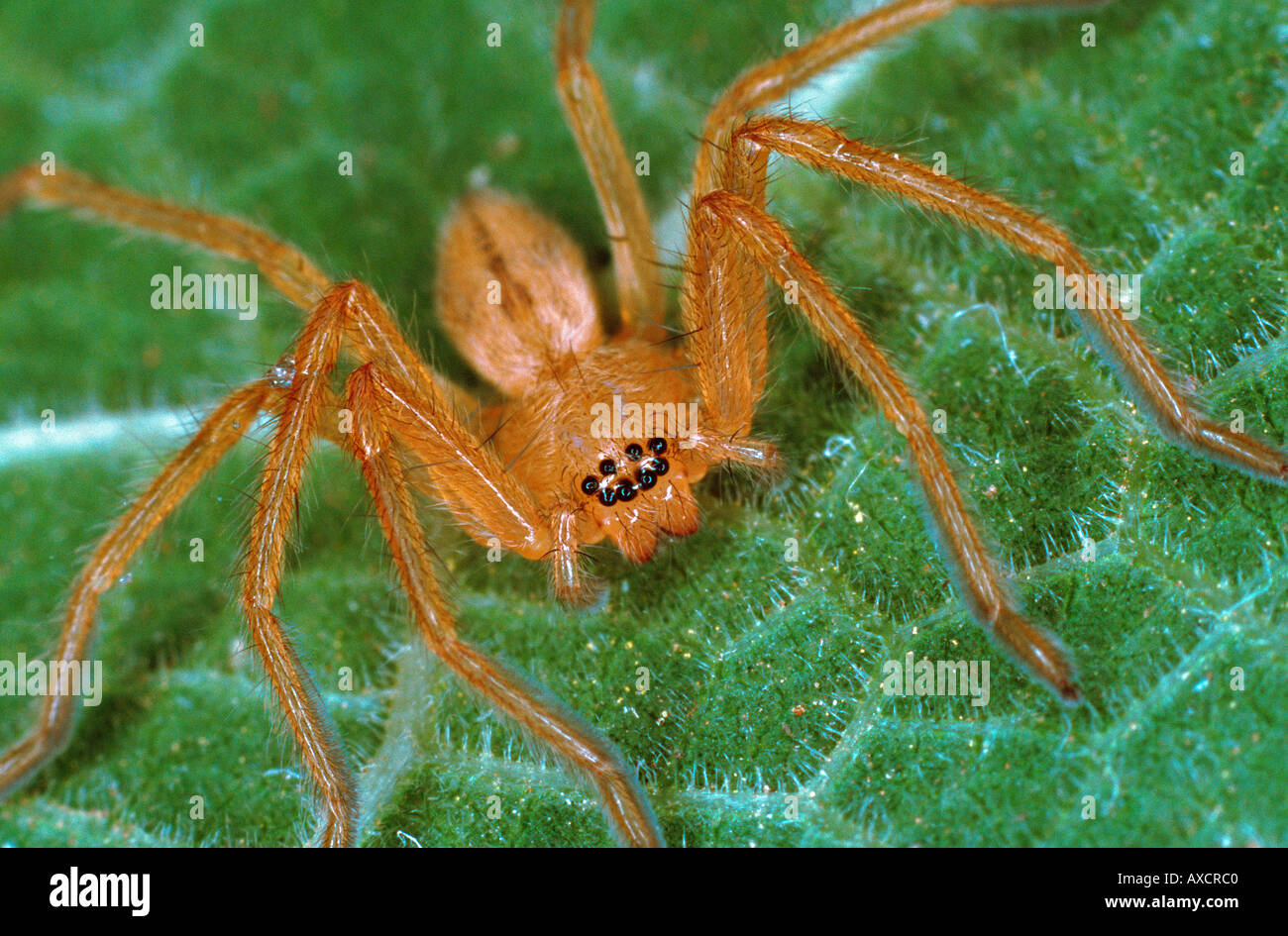 Junge Spinne Marokko Stockfotografie - Alamy