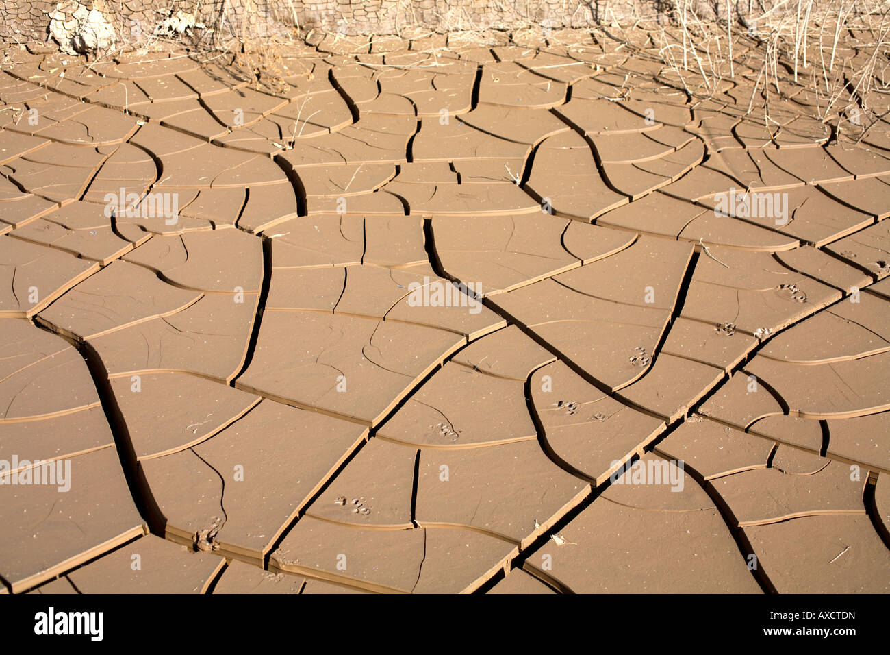 Risse im getrockneten Schlamm an der Unterseite von einem Teich Stockfoto