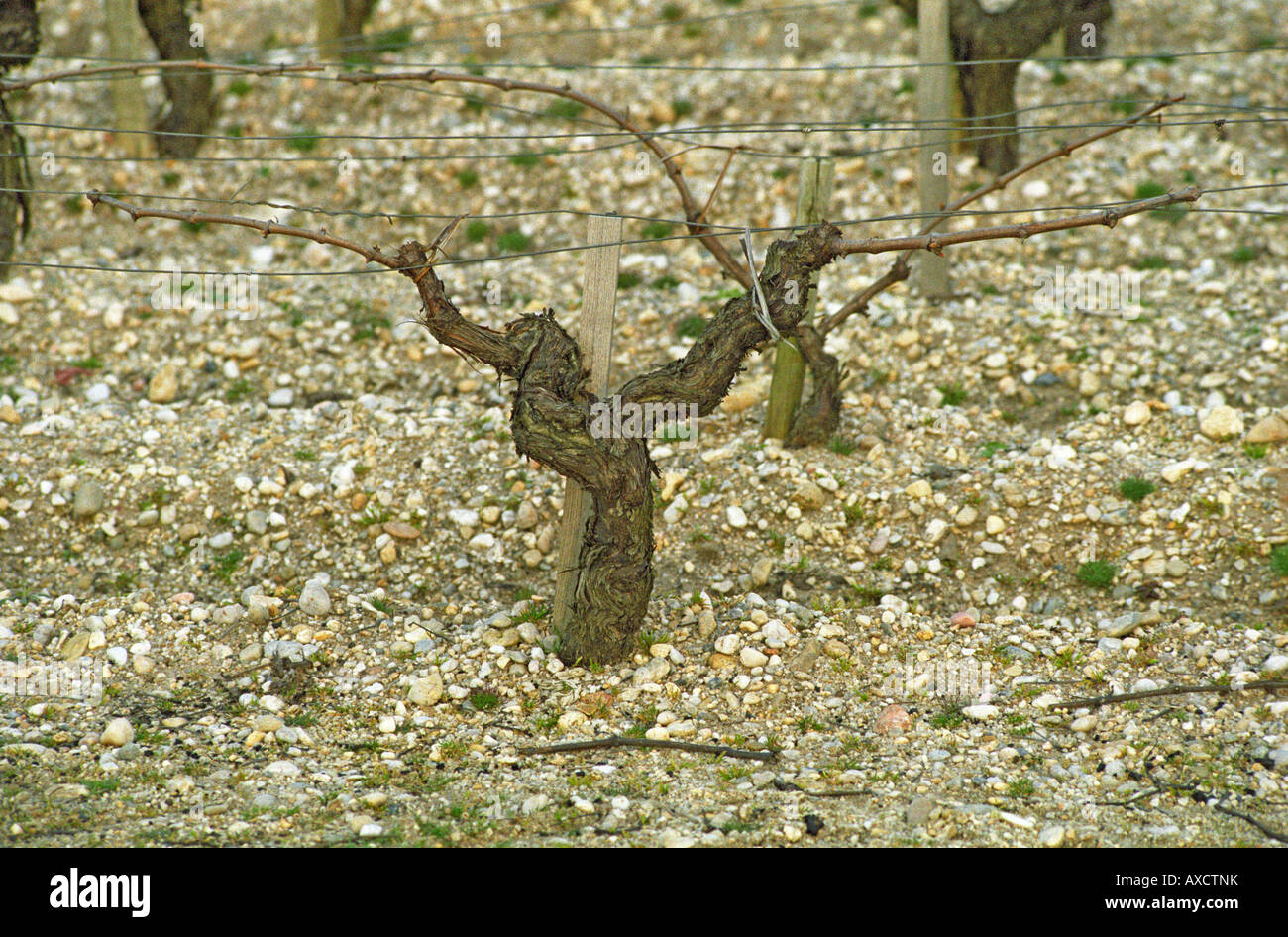 Guyot beschnitten Reben im Weinberg. Sand. Medoc, Bordeaux, Frankreich Stockfoto