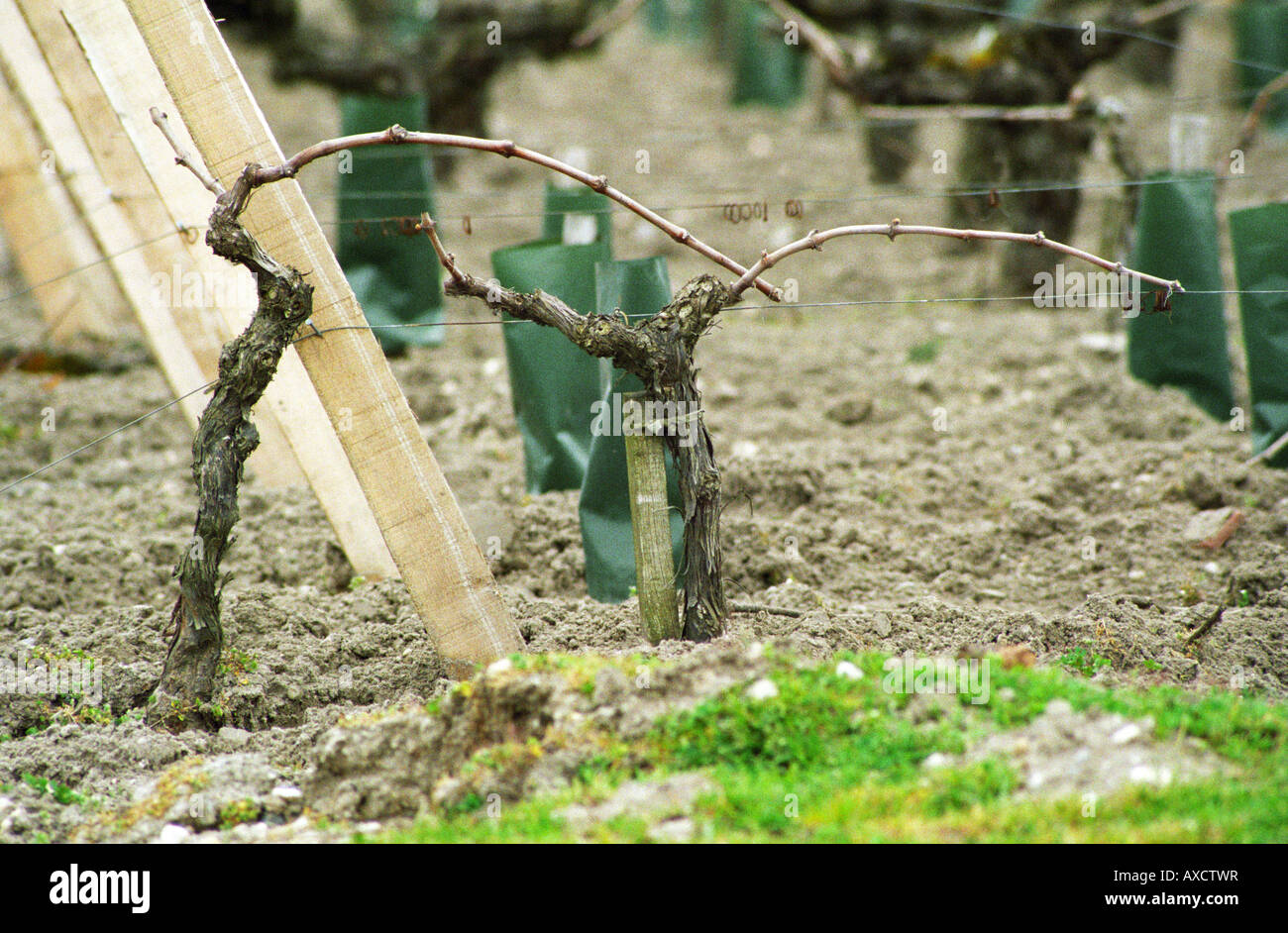 Guyot beschnitten Reben im Weinberg. Margaux. Medoc, Bordeaux, Frankreich Stockfoto