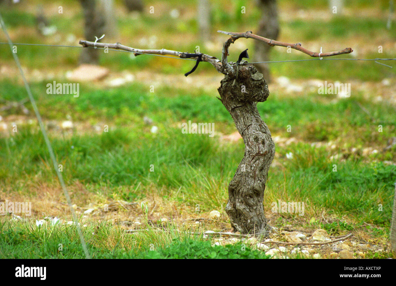 Guyot beschnitten Reben im Weinberg. Haut-Medoc. Medoc, Bordeaux, Frankreich Stockfoto