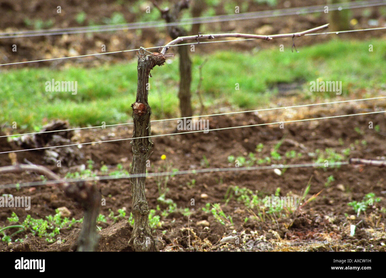 Guyot einfach beschnitten Reben im Weinberg. Domaine du Chevalier. Graves, Pessac Leognan Bordeaux Frankreich Stockfoto
