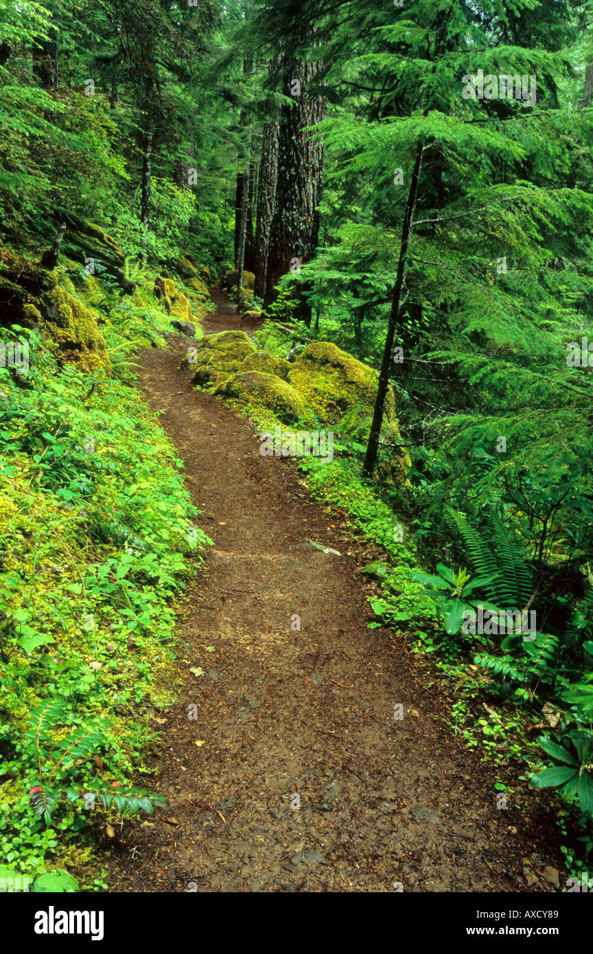 Trail zu Watson verliebt sich in den Umpqua National Forest Cascade Mountain Range Oregon USA Stockfoto