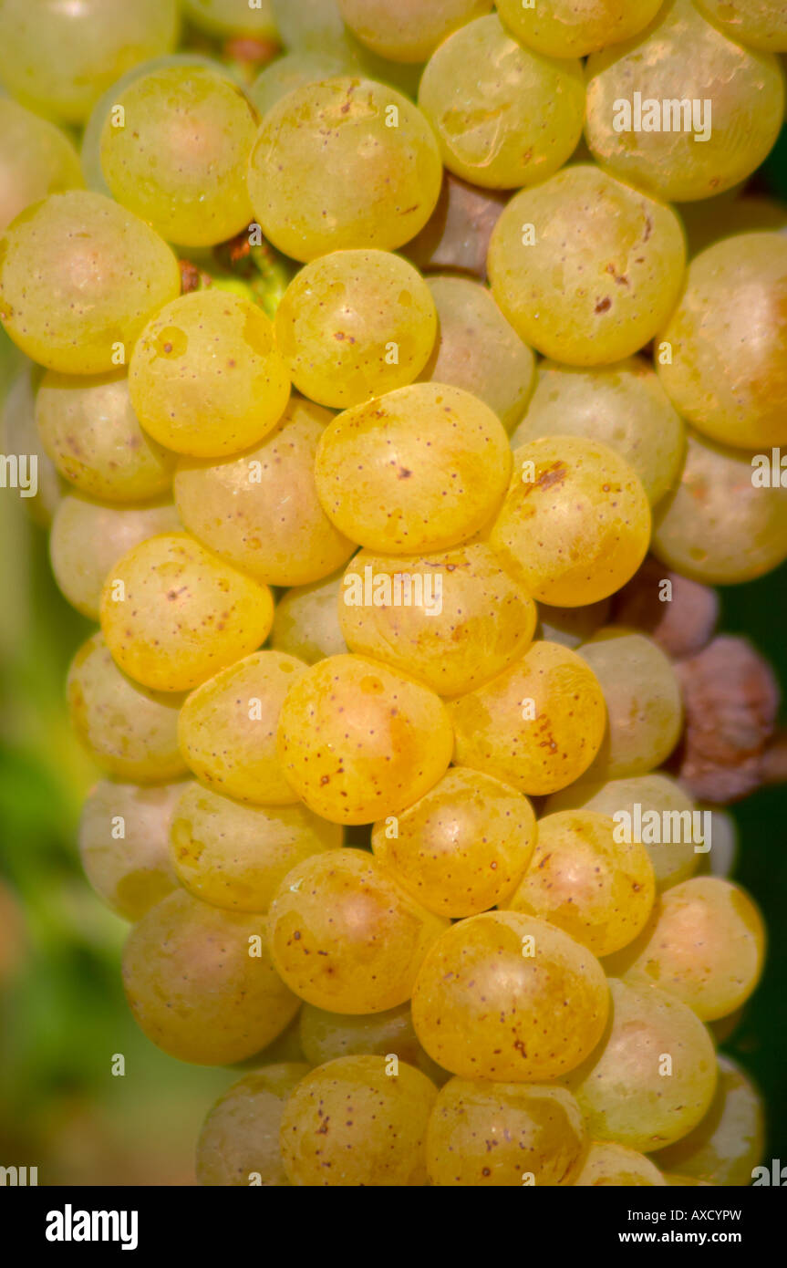 Bourgogne blanc -Fotos und -Bildmaterial in hoher Auflösung – Alamy