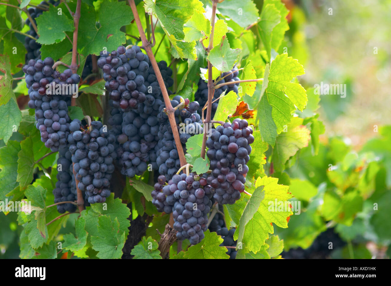 Becher beschnitten Reben im Weinberg. Die Trauben reifen Trauben. Gamay. Domaine Tracot & Dubost, Beaujolais, Frankreich Stockfoto