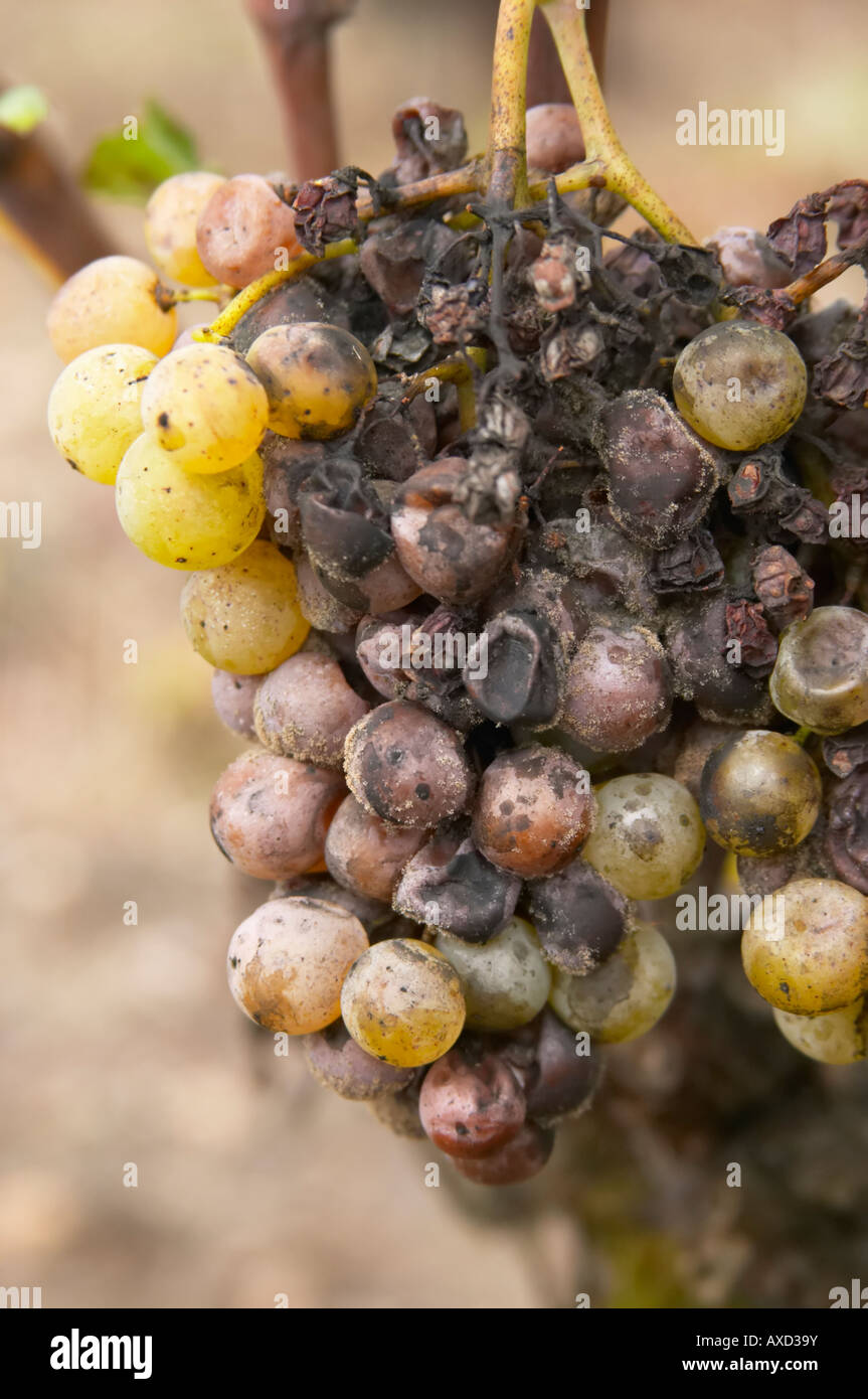 Edelfäule Trauben. Semillon. Château Nairac, Barsac, Sauternes, Bordeaux, Frankreich Stockfoto