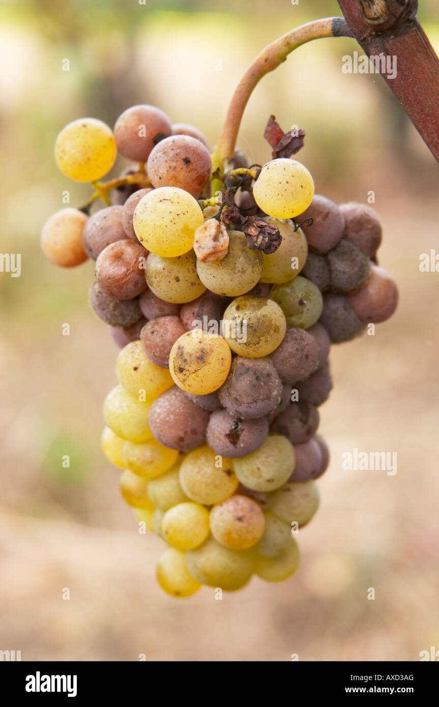 Edelfäule Trauben. Semillon. Château Nairac, Barsac, Sauternes, Bordeaux, Frankreich Stockfoto