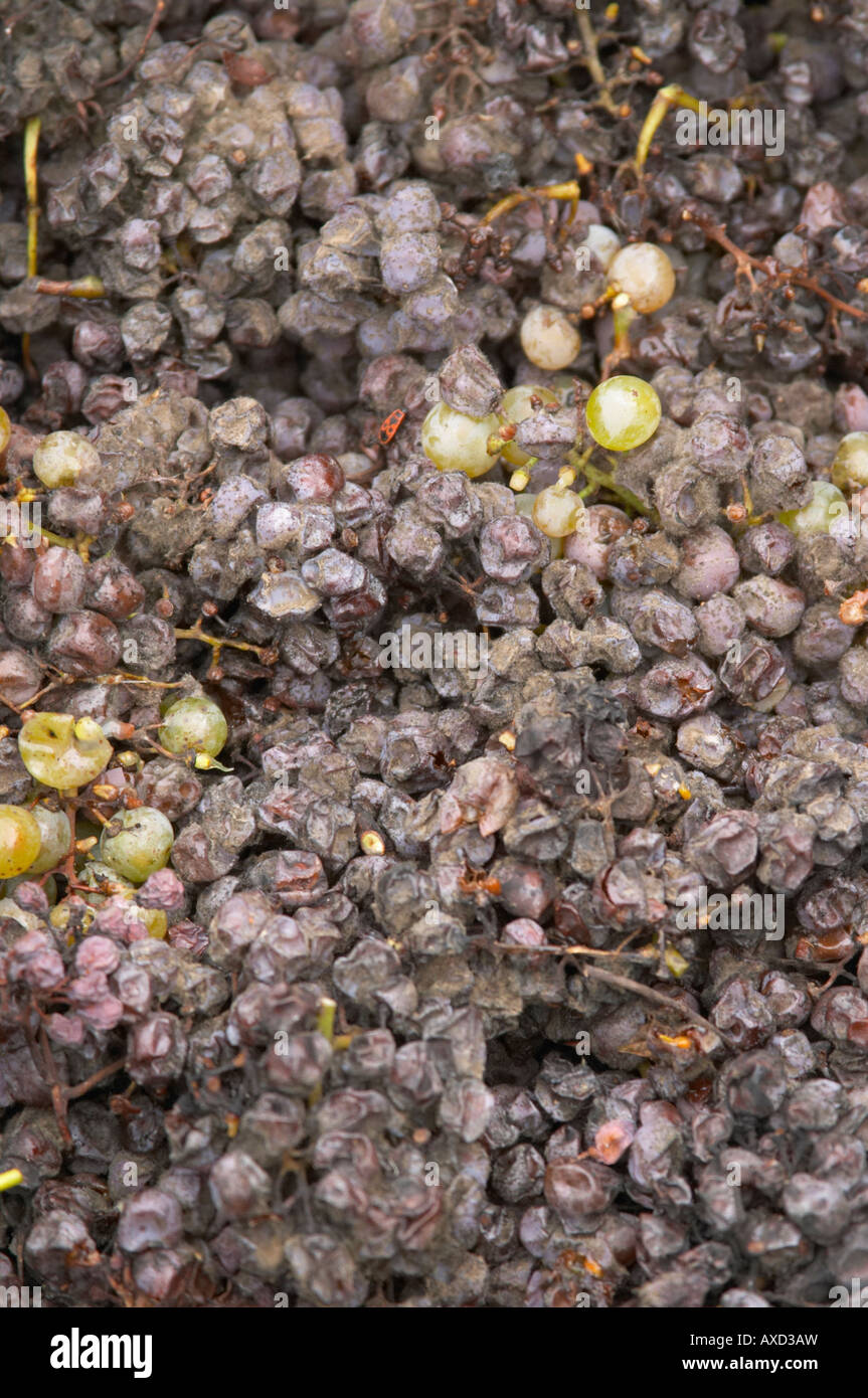 Handverlesene Trauben Edelfäule. Semillon. Château Nairac, Barsac, Sauternes, Bordeaux, Frankreich Stockfoto