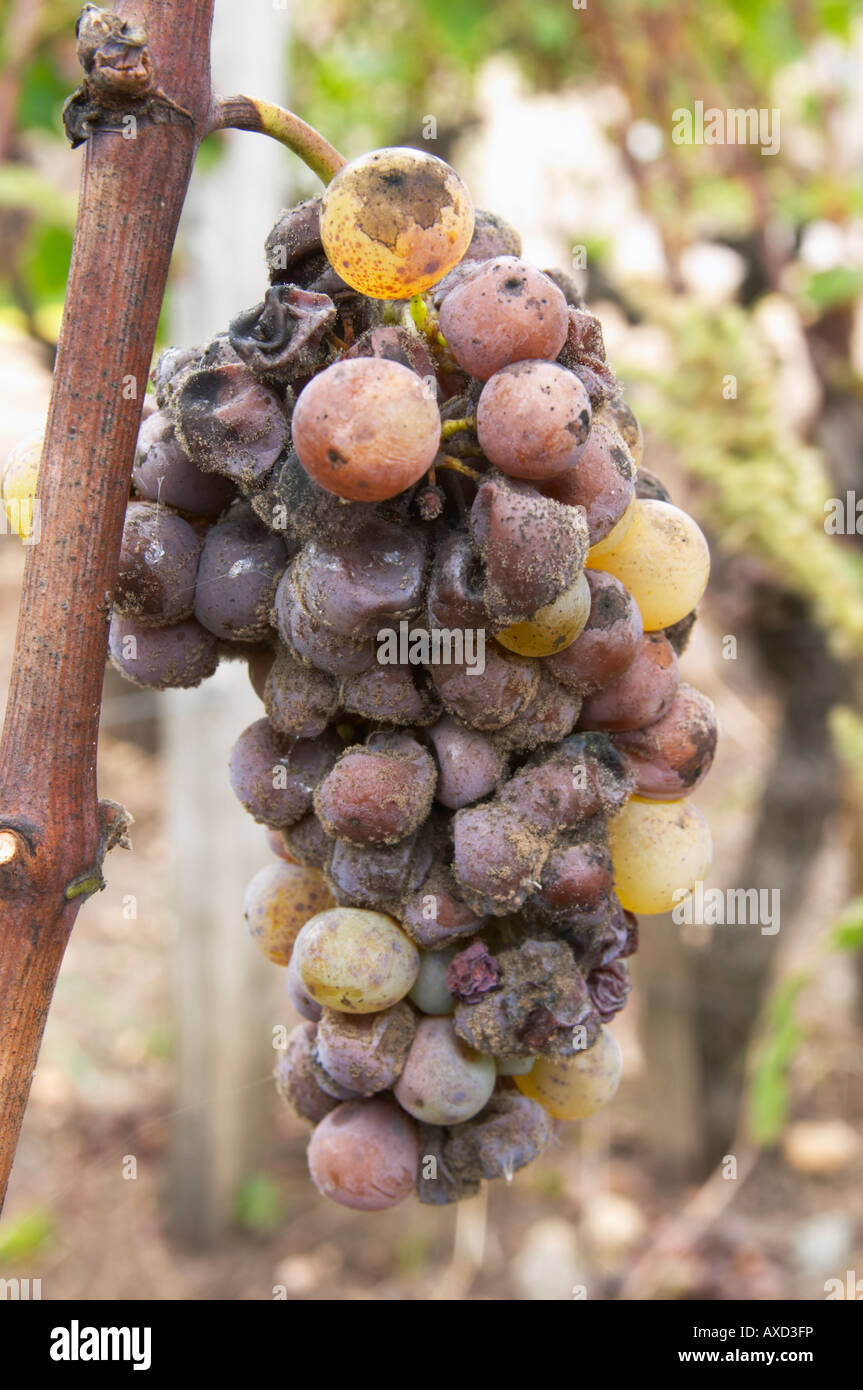 Edelfäule Trauben. Semillon. Château Nairac, Barsac, Sauternes, Bordeaux, Frankreich Stockfoto