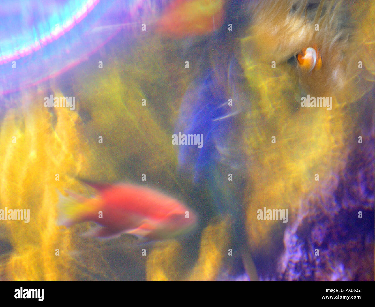 Fische im Aquarium mit verschwommene Bewegung Stockfoto