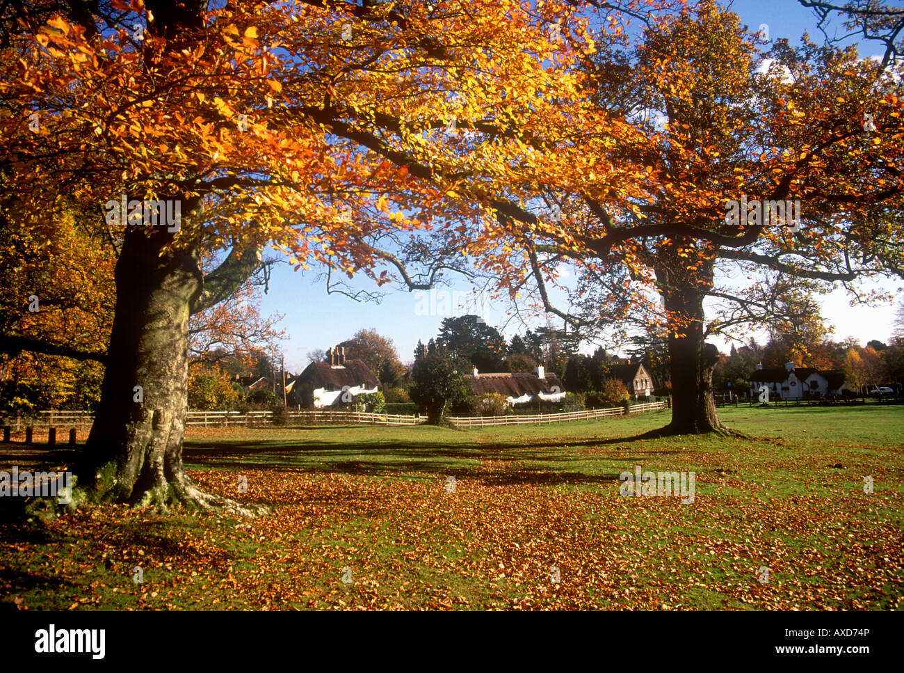 Herbstfarben in den New Forest von Swan Dorfplatz in der Nähe von Lyndhurst Stockfoto