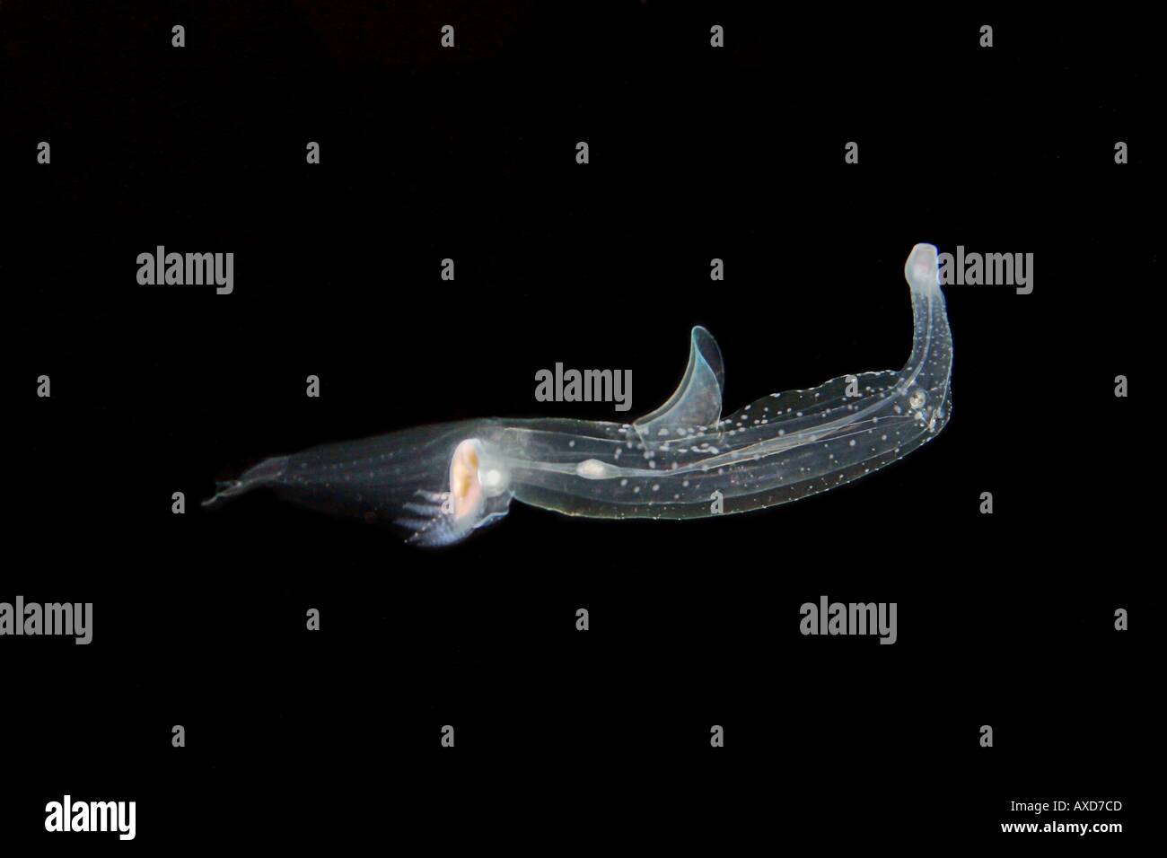 Diese Heteropod Pterotrachea Hippocampus ist eigentlich Teil der Phylum Mollusken und ist ein Weichtier Hawaii Stockfoto