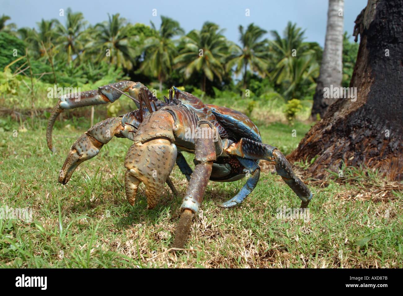 Der Coconut Crab Birgus Latro ist die größte der Einsiedlerkrebs Familie erreichen sechs Pfund Aitutaki Cook-Inseln Stockfoto