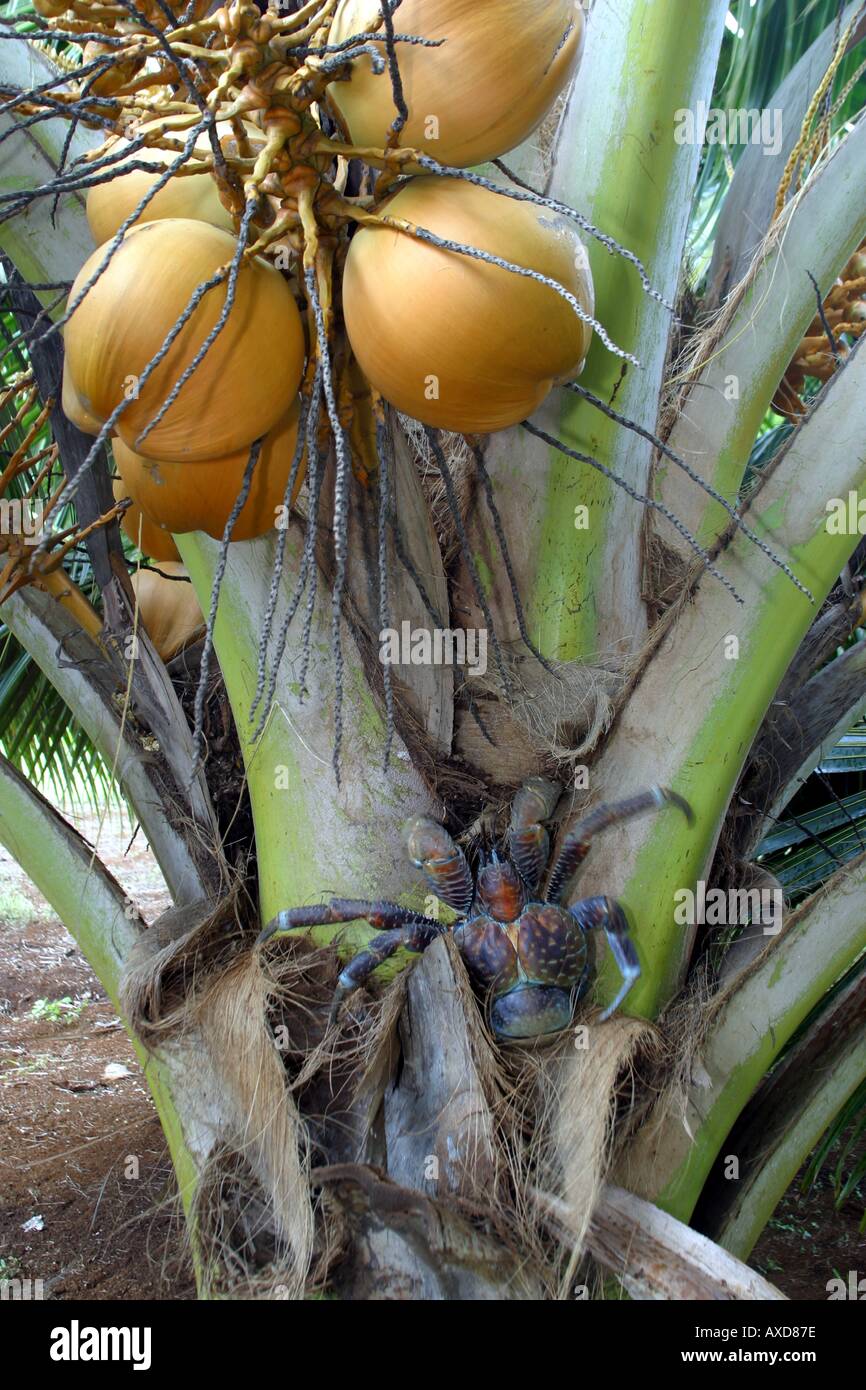 Der Coconut Crab Birgus Latro ernährt sich von der groben Kokosnüsse, aber auch andere Früchte die Cook-Inseln Stockfoto