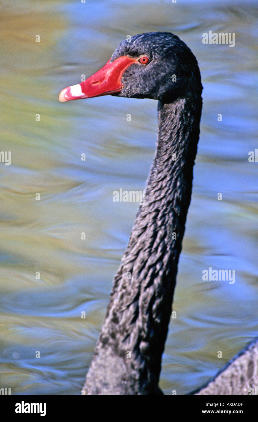 Black Swan (Cygnus olor) Stockfoto