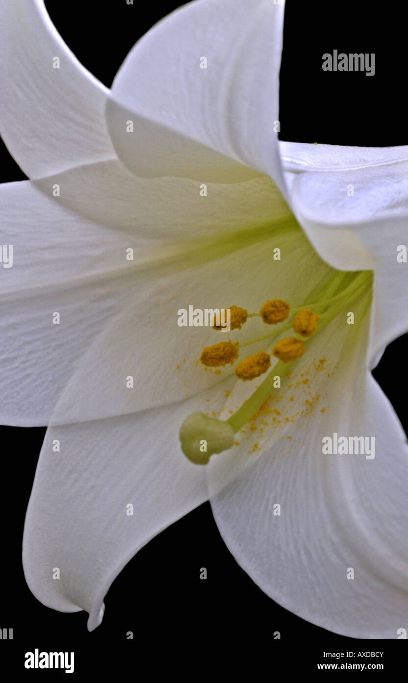 Weiße Madonna Lilie Stockfoto