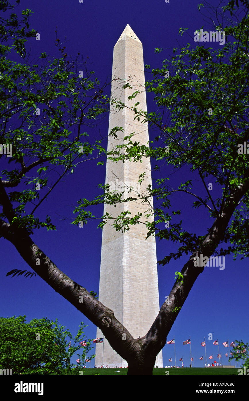 Washington Monument mit Ring der USA Flaggen auf Basis und Kirsche Baum im Vordergrund Washington DC Stockfoto