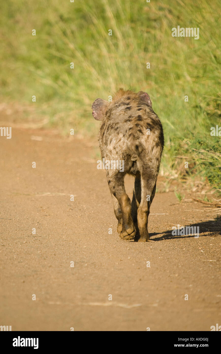 Eine gefleckte Hyäne zu Fuß entlang eines Feldwegs in den afrikanischen Busch Stockfoto