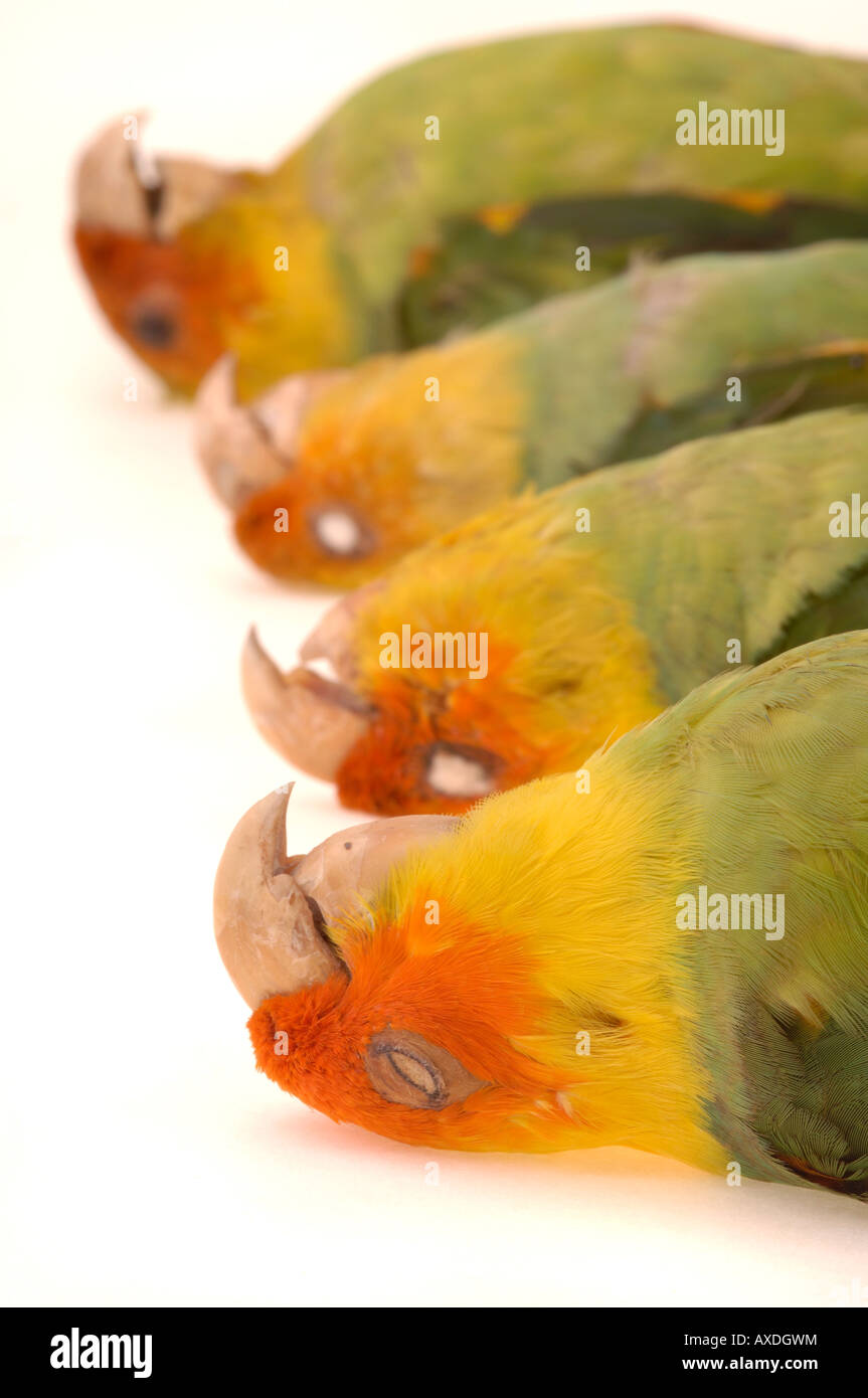 Peabody Museum Yale Stockfotos Und Bilder Kaufen Alamy