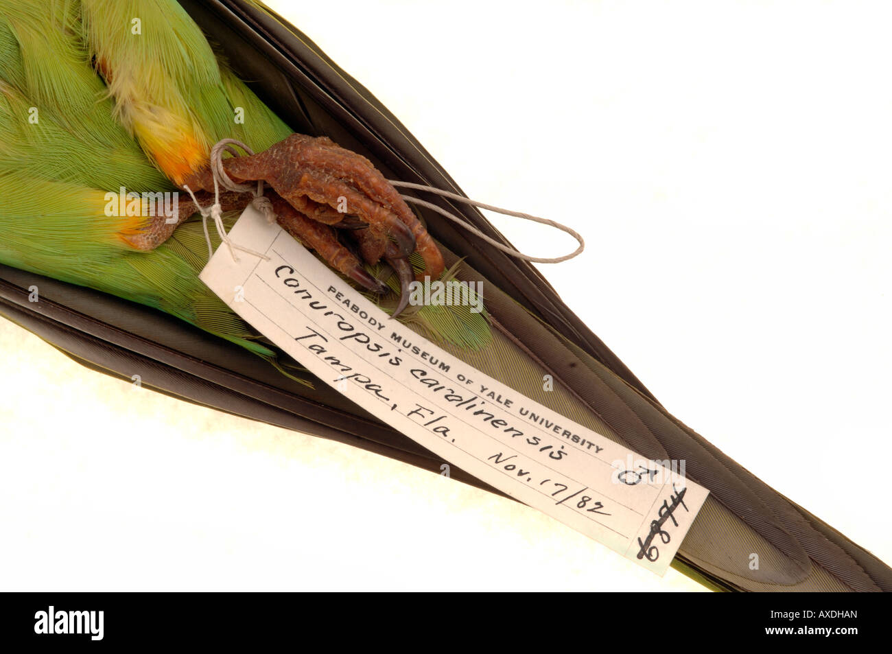 Ausgestorbener Vogel, Conuropsis Carolinensis, Carolina Parakeet, Yale Peabody Museum Sammlung Stockfoto