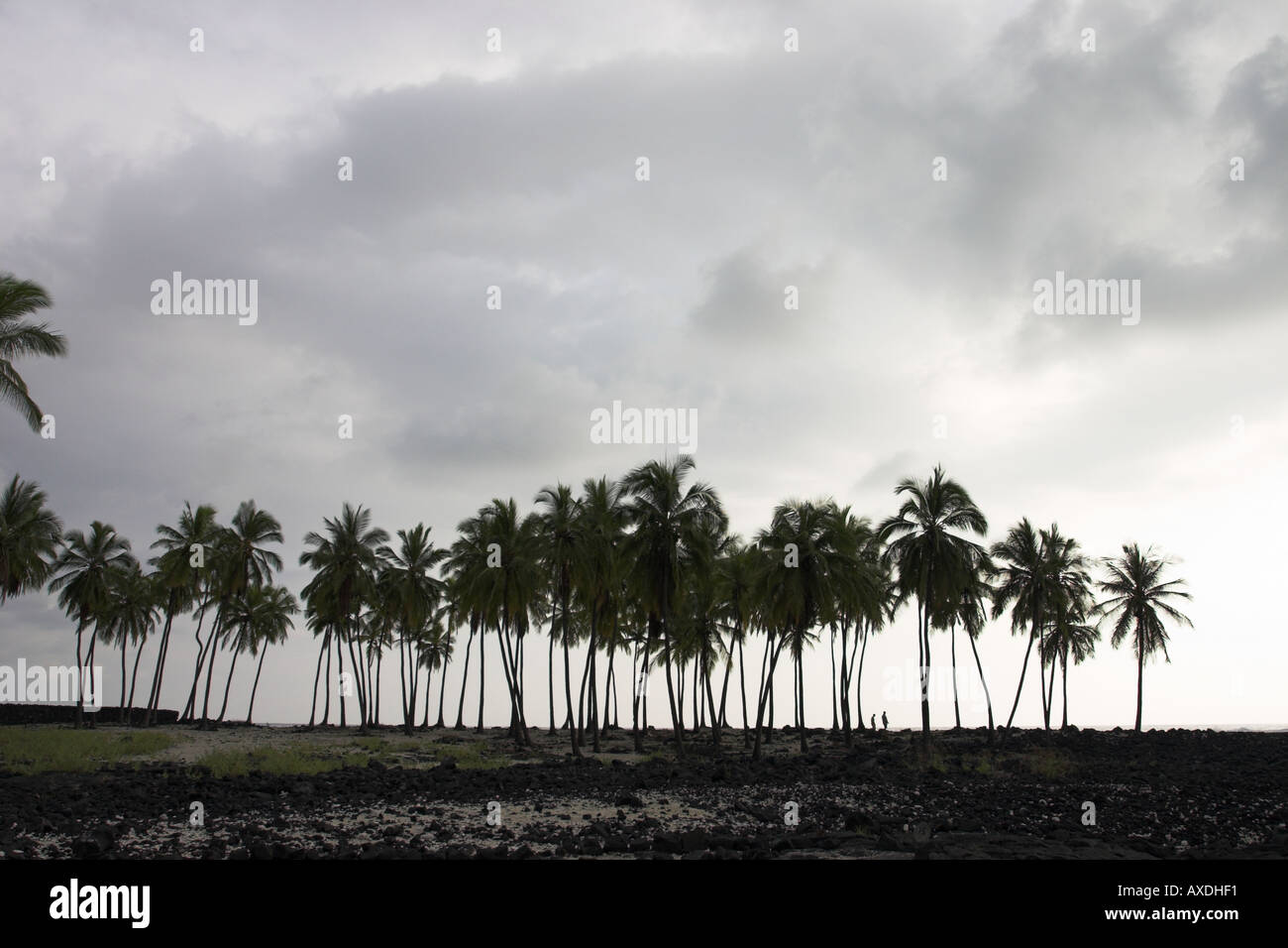 Magic-Grove Stockfoto