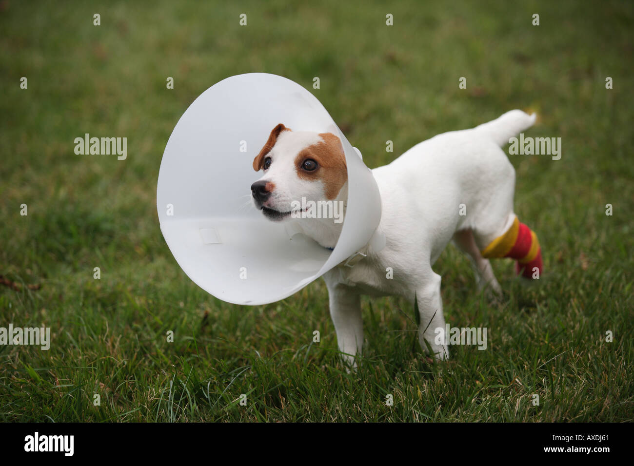 Liebenswert traurige Welpe mit gebrochenem Bein und Kragen, um zu verhindern, dass den Hund beißt die Besetzung Stockfoto