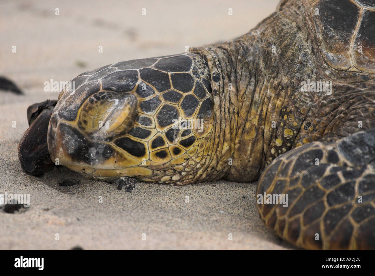 Nickerchen Schildkröte/ruht bequem Stockfoto