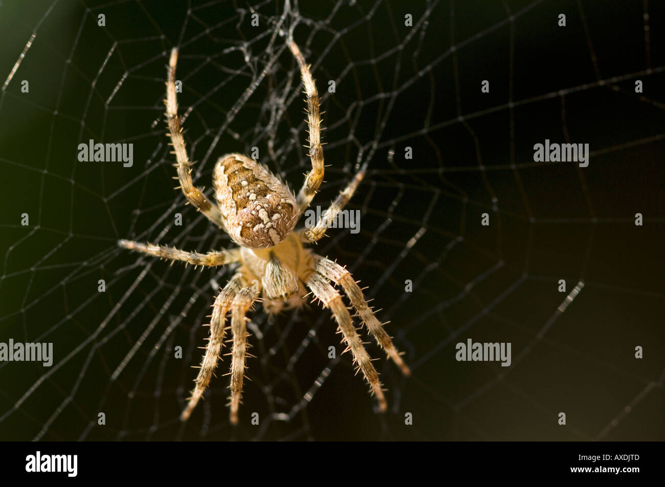 Nahaufnahme von einem großen gemeinsamen Gartenkreuzspinne (Araneus Diadematus) aka Kreuz Spinne, sitzt in der Mitte der Kugel-Web. Stockfoto