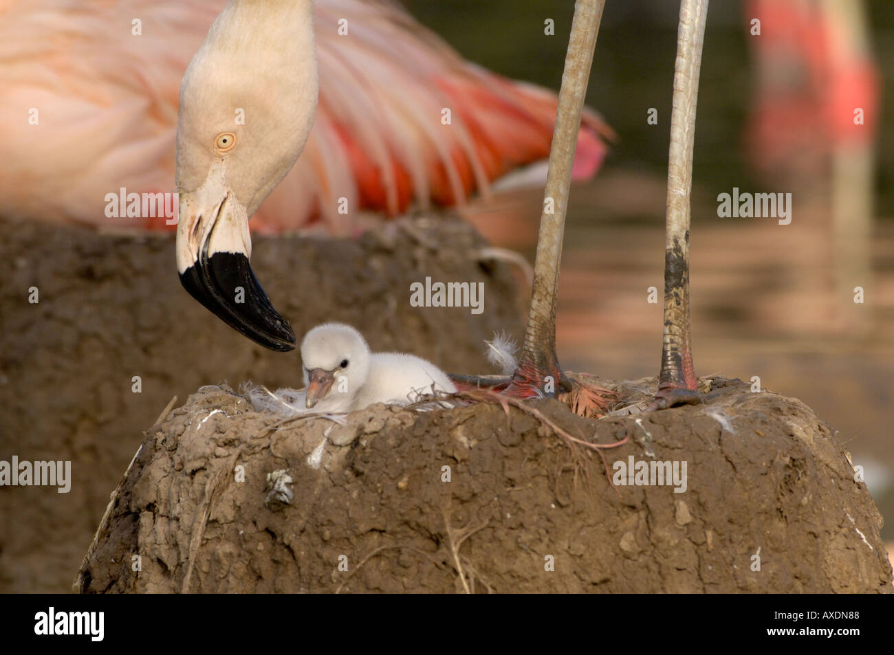 Chilenische Flamingo Phoenicopterus Chilensis Erwachsenen mit kleinen Küken Stockfoto