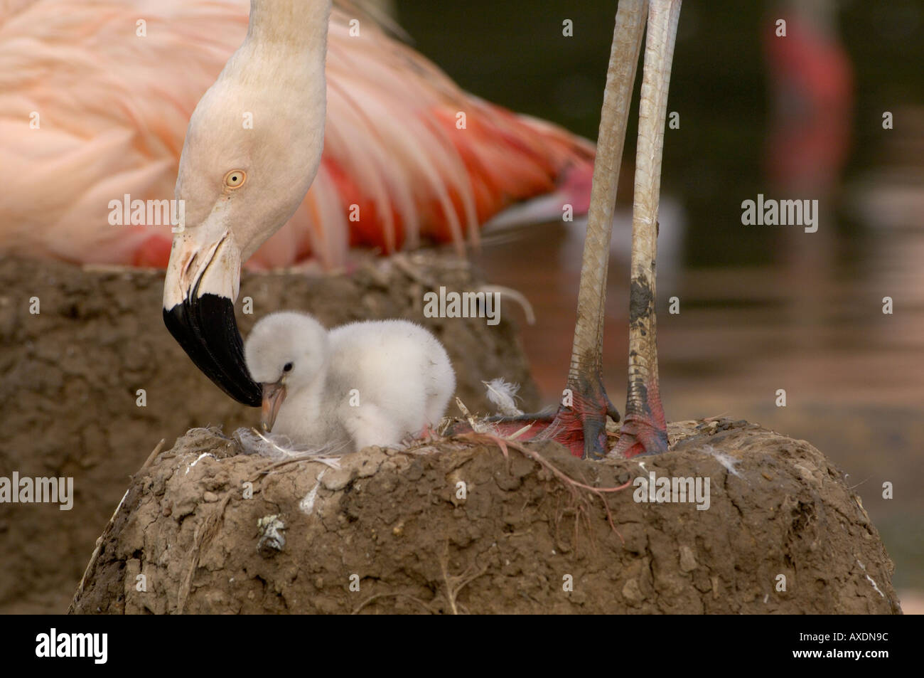 Chilenische Flamingo Phoenicopterus Chilensis Erwachsenen mit kleinen Küken Stockfoto