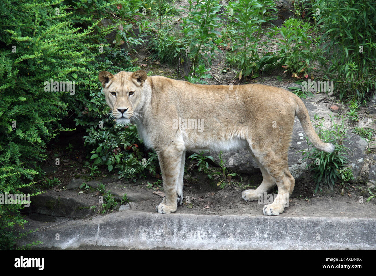 Eine weibliche afrikanische Löwen in Berlin Zoo, Deutschland. Stockfoto