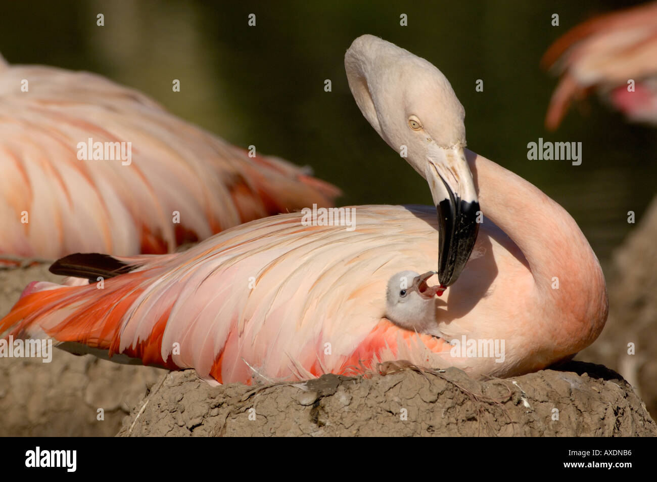 Chilenische Flamingo Phoenicopterus Chilensis Erwachsenen Fütterung Küken im nest Stockfoto