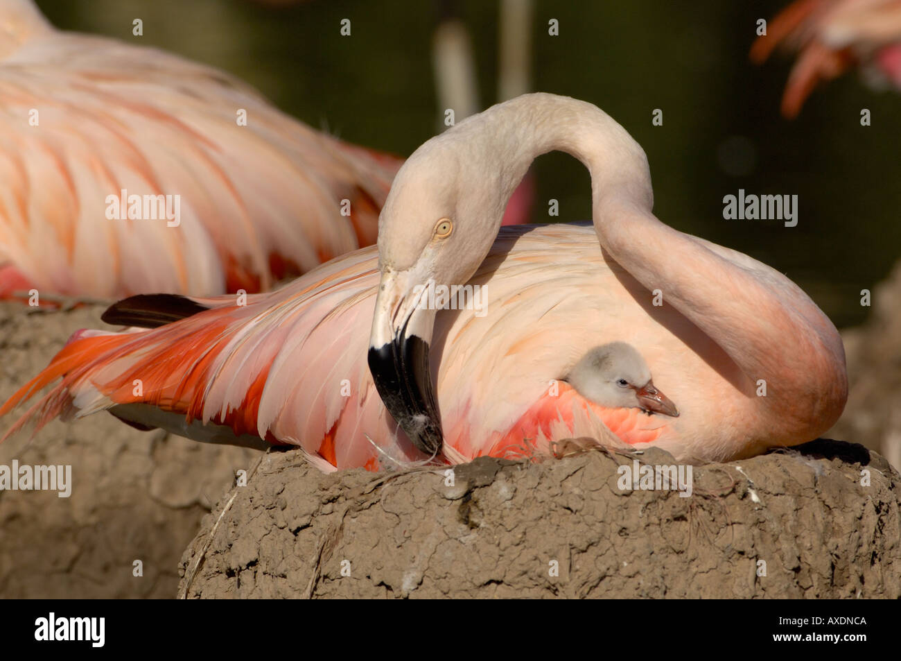 Chilenische Flamingo Phoenicopterus Chilensis Erwachsenen mit Küken im nest Stockfoto