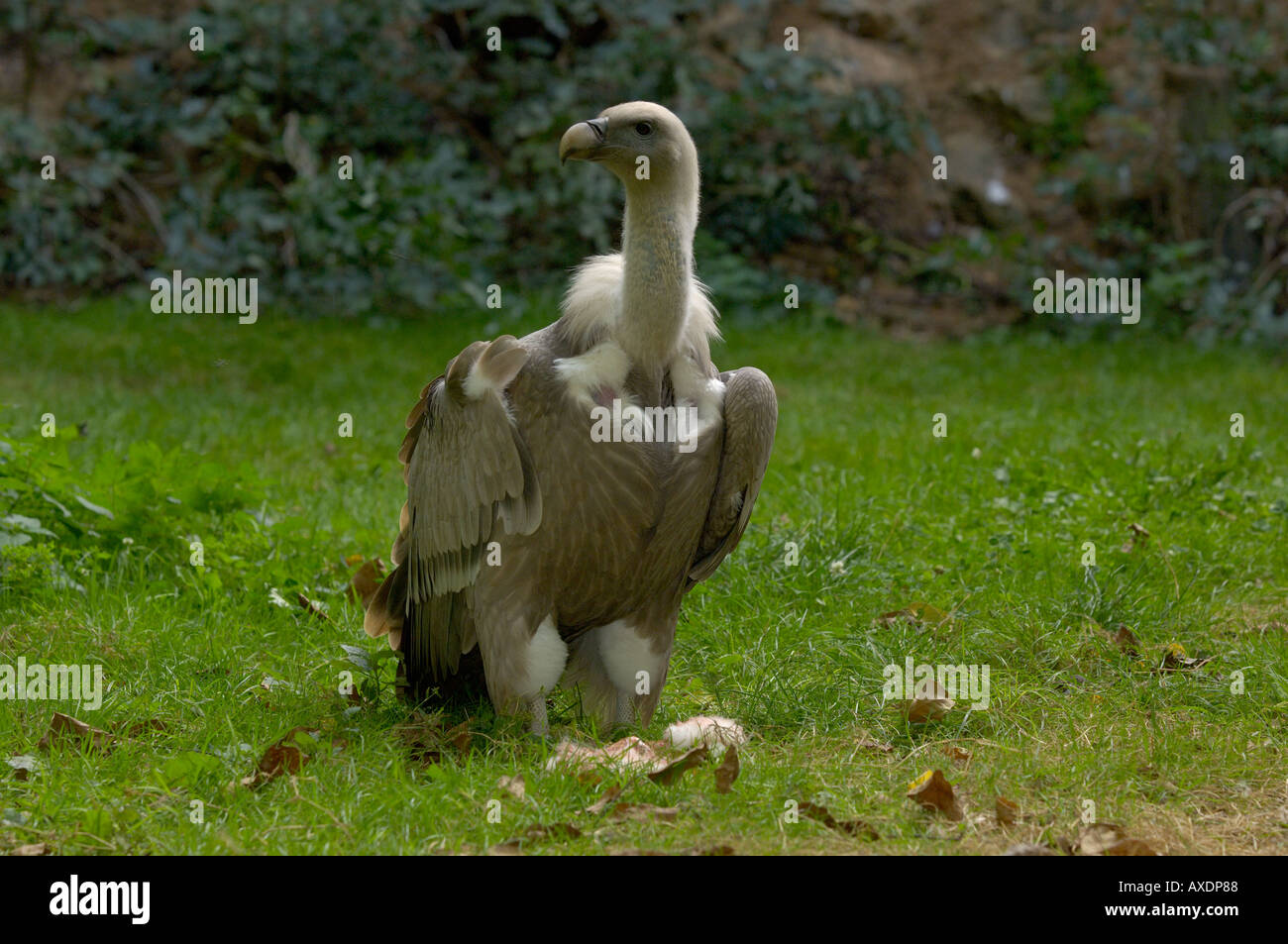 Griffon Vulture abgeschottet Fulvus von Aas ernähren Stockfoto