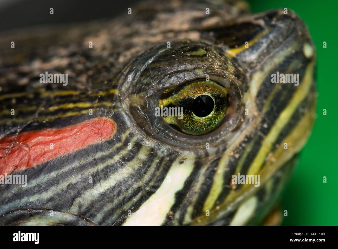 Eine Schildkröte Auge Makro Stockfoto