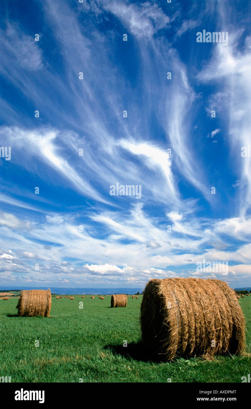Strohballen auf einem Feld Stockfoto