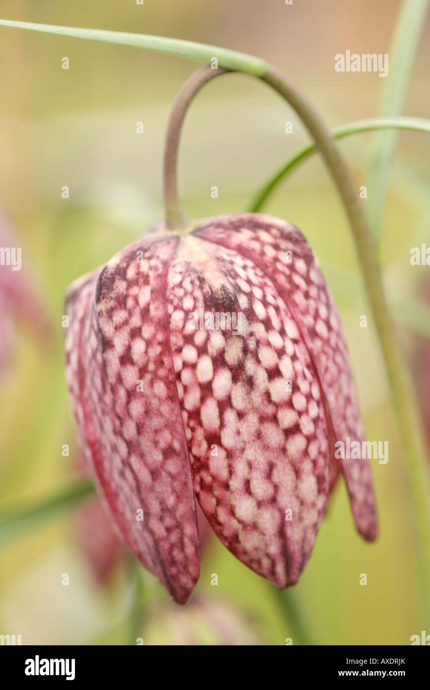 Frühlingsblume Nahaufnahme Foto der Blume den karierten Kopf einer Schlange s Kopf Fritillary Fritillaria Meleagris UK Stockfoto