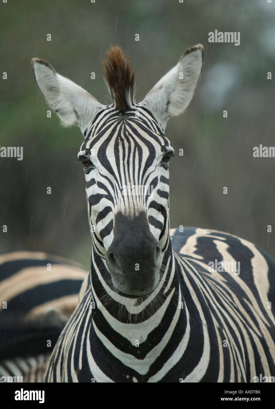 Ein Porträt von einem Burchell-Zebra im Regen im afrikanischen Busch Stockfoto