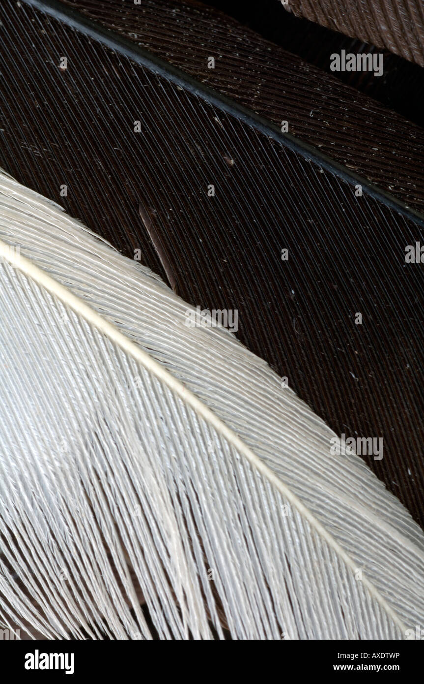Ausgestorbener Vogel, Campephilus Imperialis, Imperial Specht, weibliche YPM 58535, Yale Peabody Museum Sammlung Stockfoto