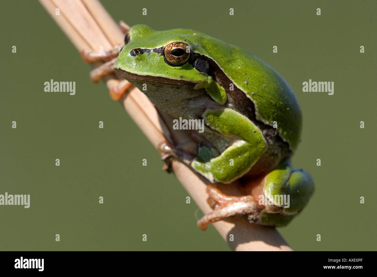 Laubfrosch Hyla arborea Stockfoto