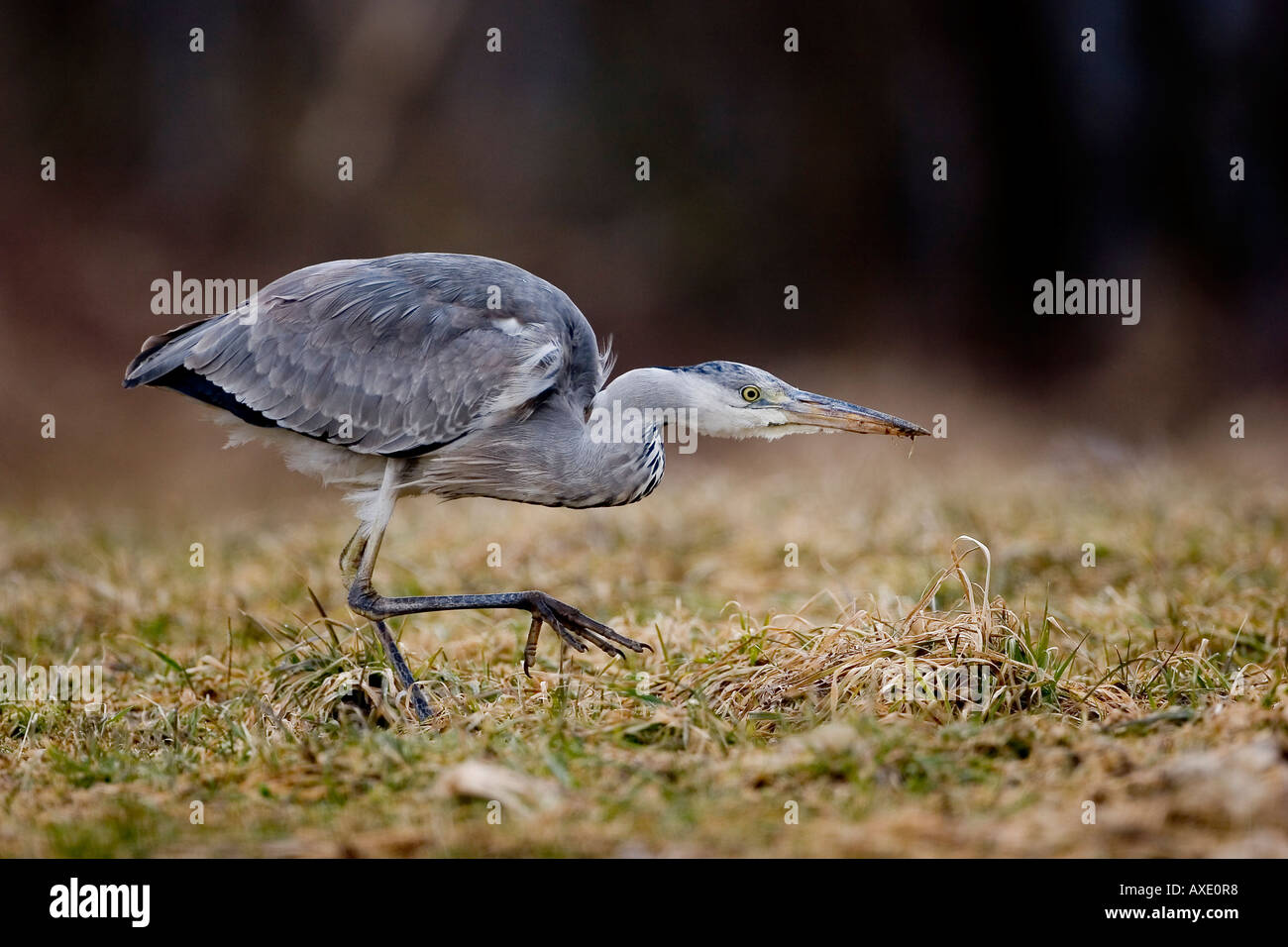 Graureiher Ardea cinerea Stockfoto