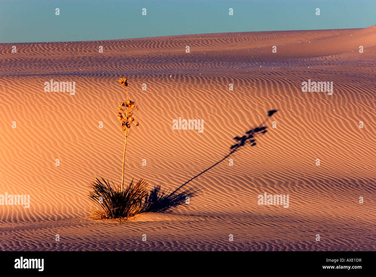 Seife Baum Yucca wächst in Gips-Sand-Dünen. Stockfoto